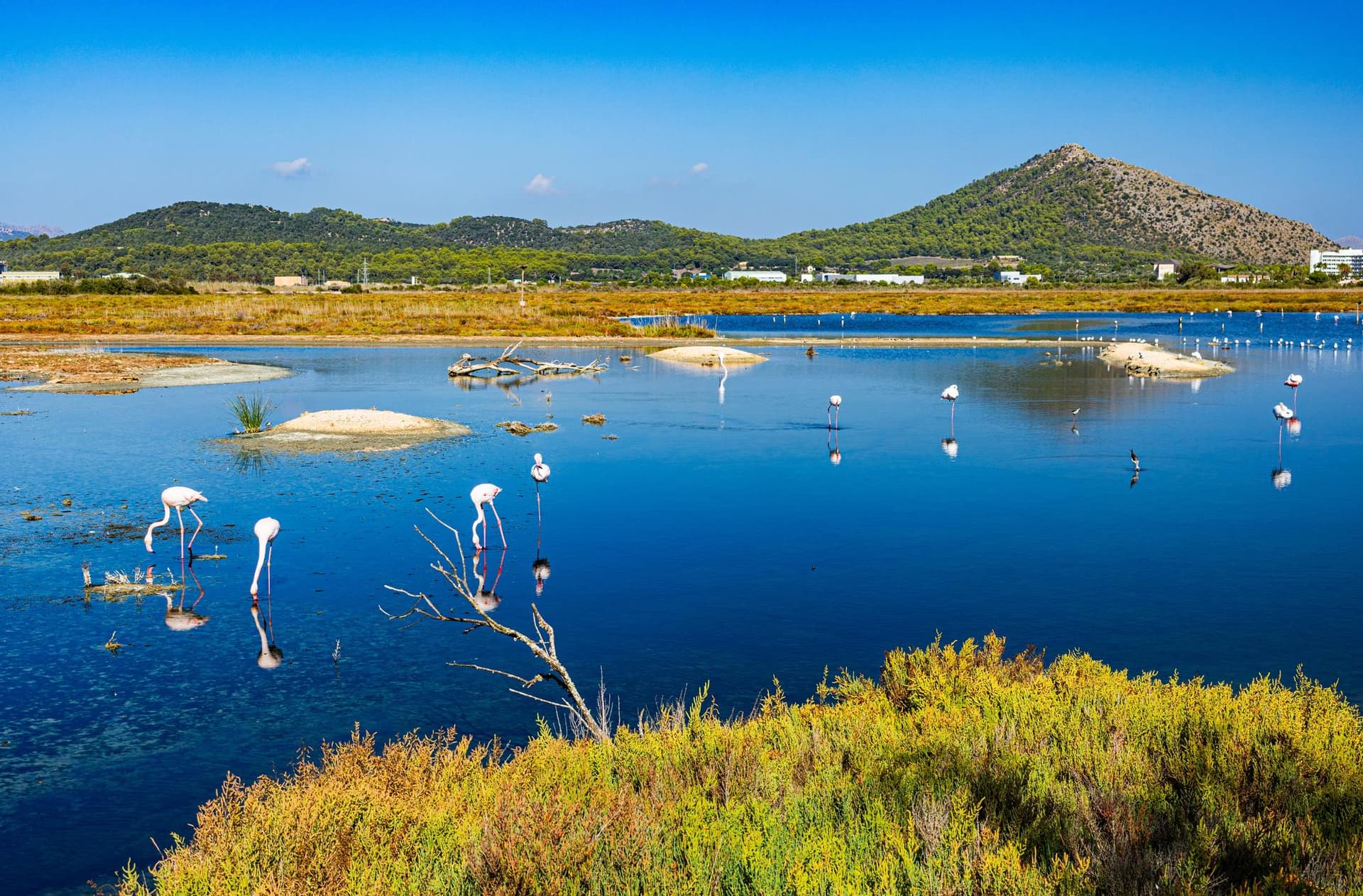 Parc Naturel de S’Albufera des Iles Baléares