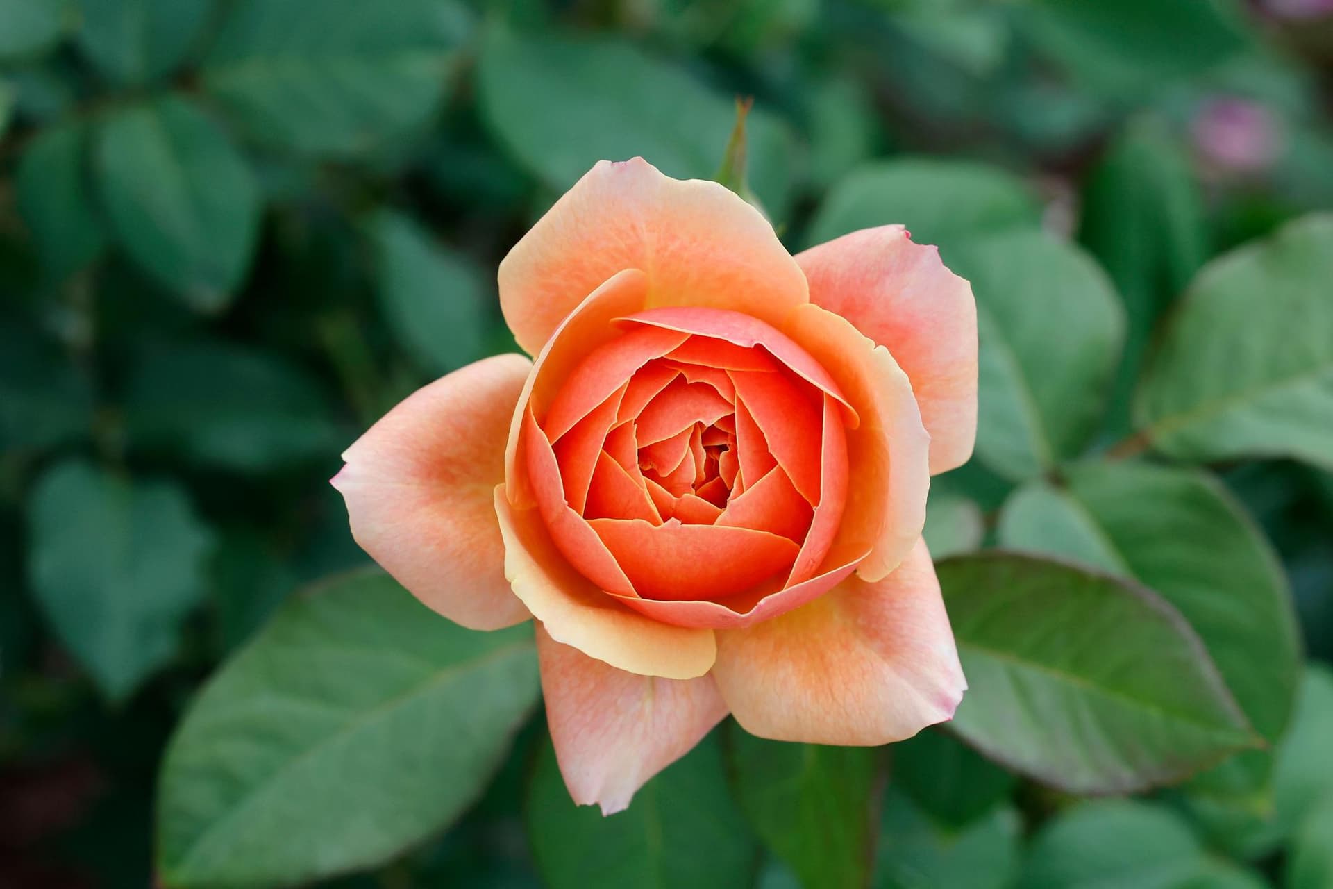 Roseraie Princesse Grace de Monaco