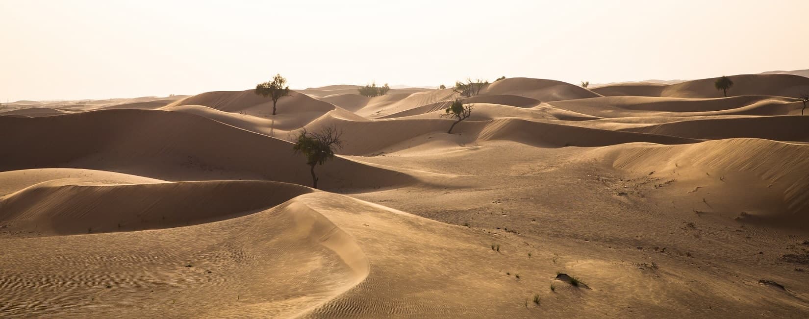 Emirats Arabes Unis : les meilleures activités à faire