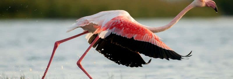 Billet Observation d'oiseaux dans l'estuaire du Sado