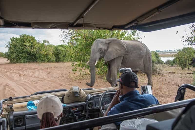 Billet Parc national de Chobe : excursion, safari et croisière fluviale