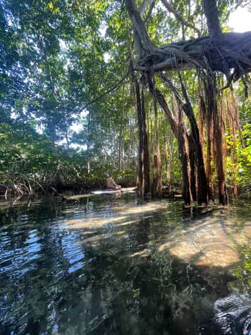 Billet Balade en stand up paddle dans la mangrove