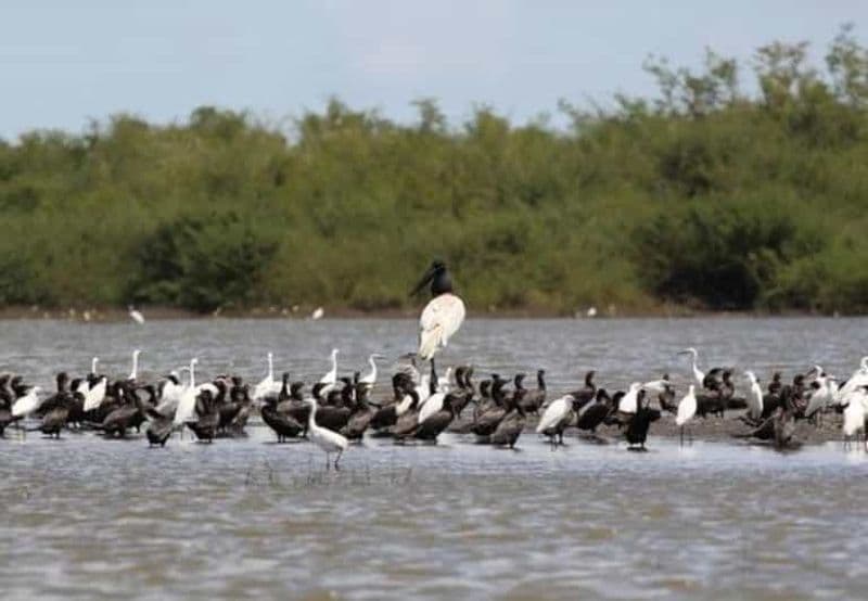 Billet Ailes du Belize : Aventure dans la Réserve Naturelle de Crooked Tree
