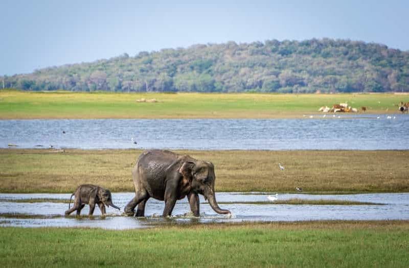 Billet Triangle culturel du Sri Lanka avec circuit de 4 jours dans la région des collines