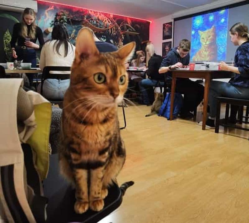 Billet Budapest : Atelier de peinture acrylique au Musée du Chat de Budapest