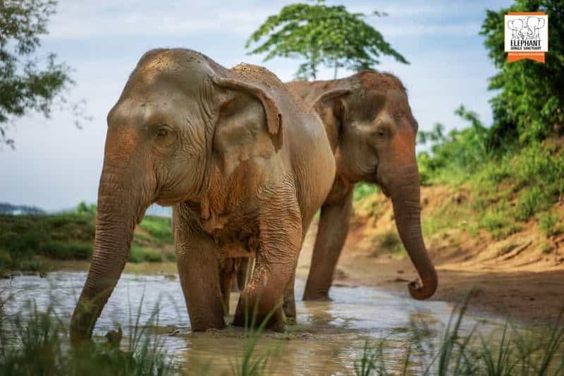Billet Phuket : Le sanctuaire de la jungle des éléphants : l'expérience "Watch Me" (regardez-moi)