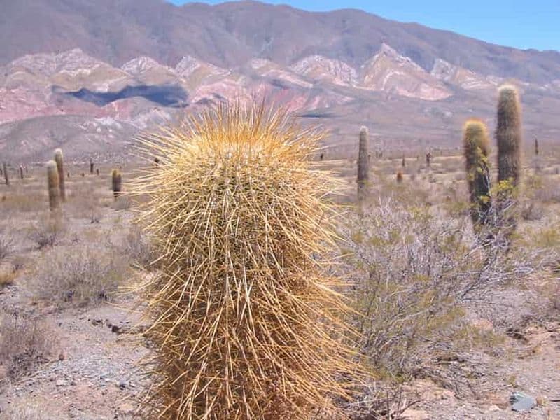 Billet De Salta: voyage guidé de 3 jours à Cafayate, Cachi et Humahuaca