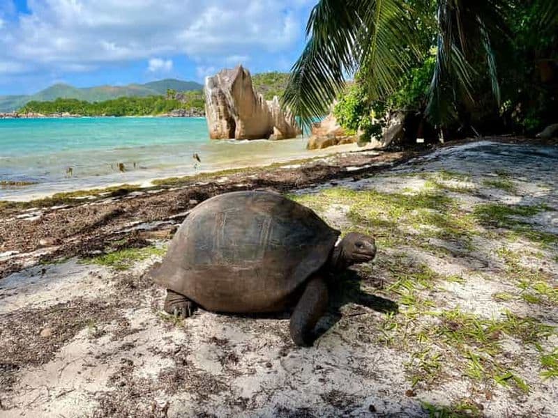 Billet Excursion d'une journée aux îles Curieuse et Saint-Pierre avec déjeuner barbecue