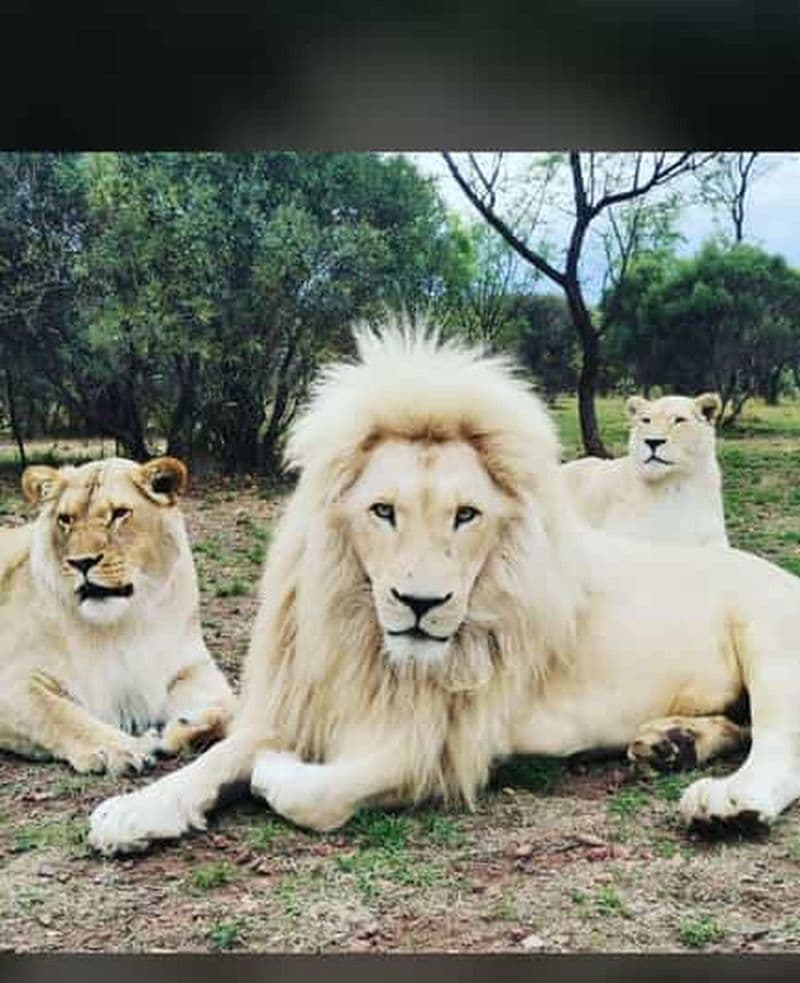 Billet Pretoria : Safari au sanctuaire du lion et du guépard