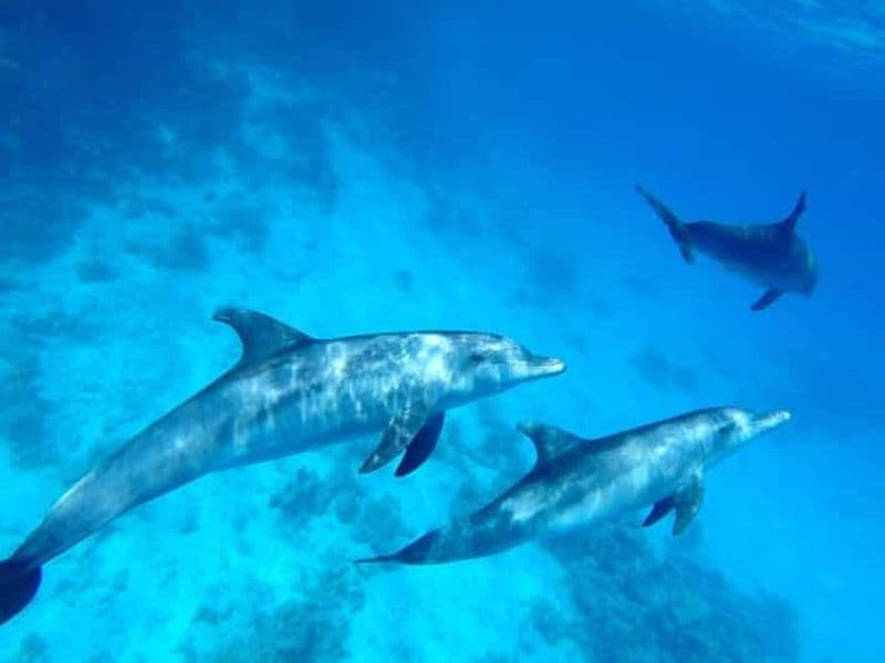 Billet Hurghada : plongée avec tuba, excursion en bateau-maison pour observer les dauphins et déjeuner