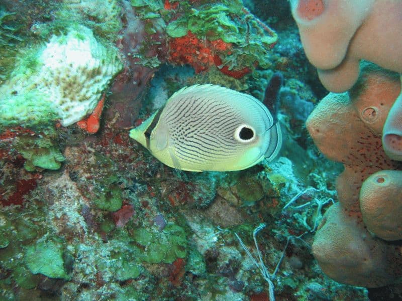Billet Sainte-Lucie : Aventure de plongée avec masque et tuba