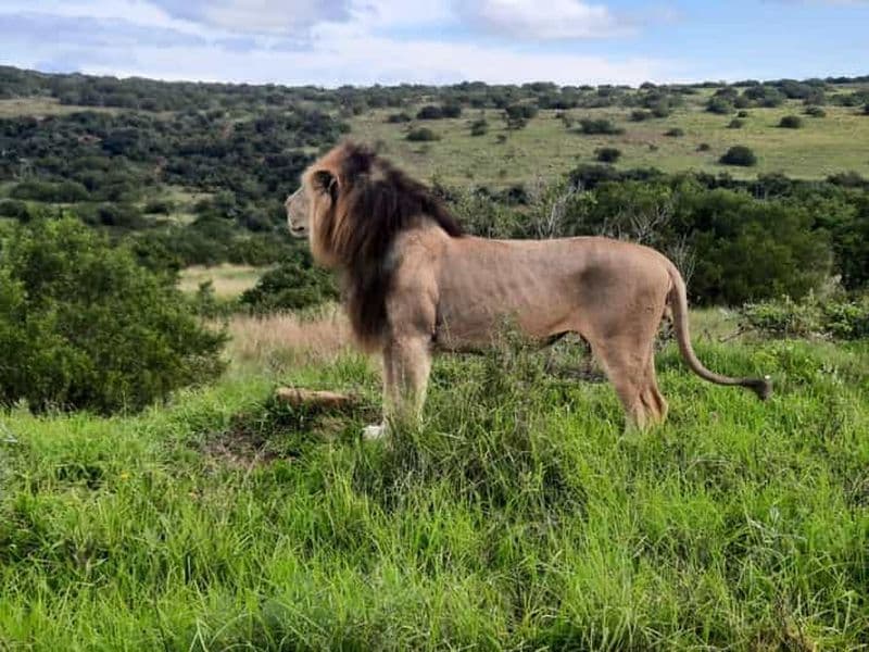 Billet Addo Elephant Park : Safari Tour à la rencontre des Big 5 pour être satisfaits