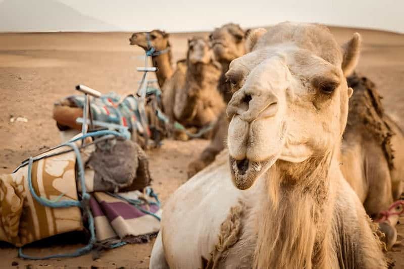 Billet Marrakech : Circuit de 2 jours dans le désert de Zagora et les montagnes de l'Atlas