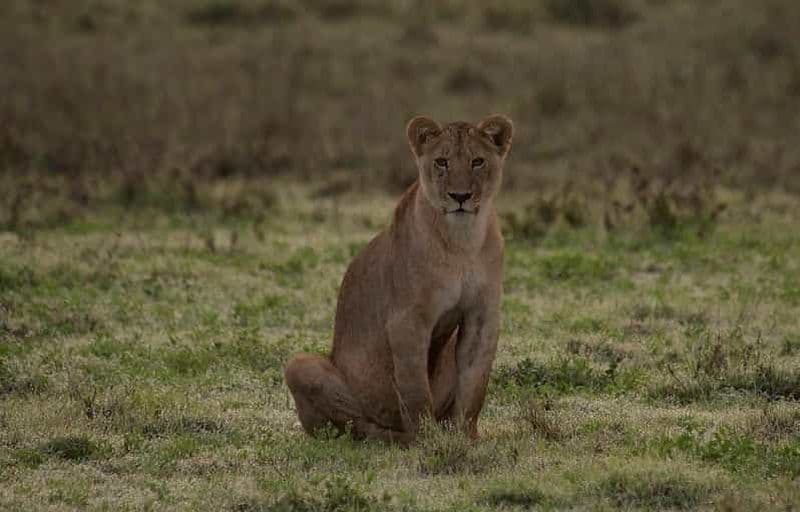 Billet Aventure safari de 2 jours à Nyerere depuis Zanzibar par vol