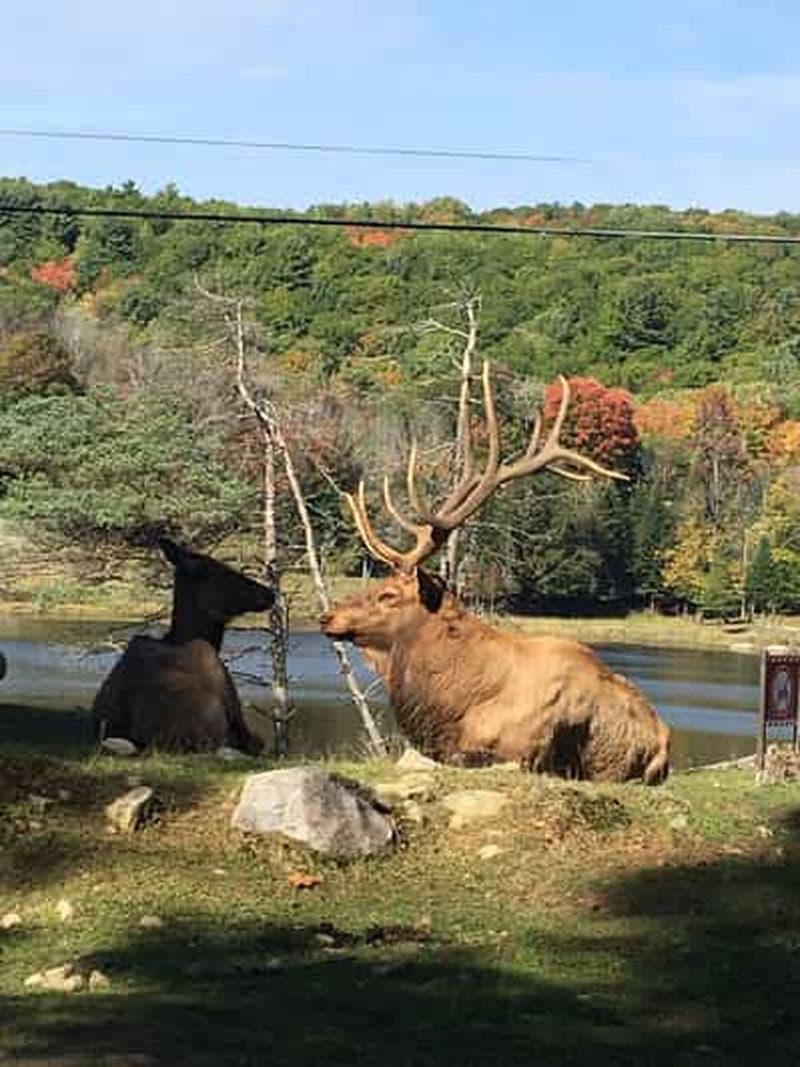 Billet Montréal : visite d'une journée privée au parc Omega et au Montebello Lodge
