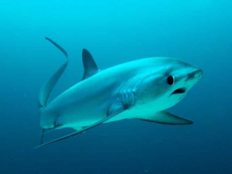 Billet Malapascua : Plongée requin Advance Divers et transfert optionnel