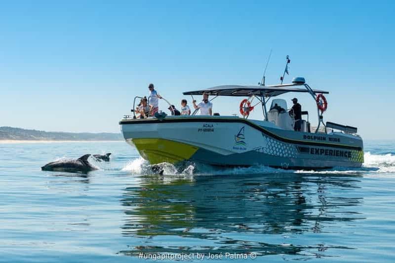 Billet Setúbal : Tour en bateau pour l'observation des dauphins
