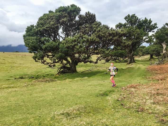 Billet Funchal : Course à pied dans l'ancienne forêt de Fanal