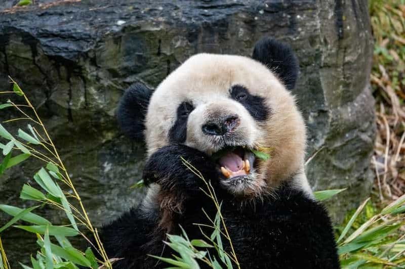 Billet Brugelette : Pairi Daiza billet d'entrée au zoo