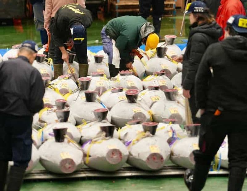 Billet [Guide agréé au niveau national] Marché de Toyosu ; vente aux enchères de thon