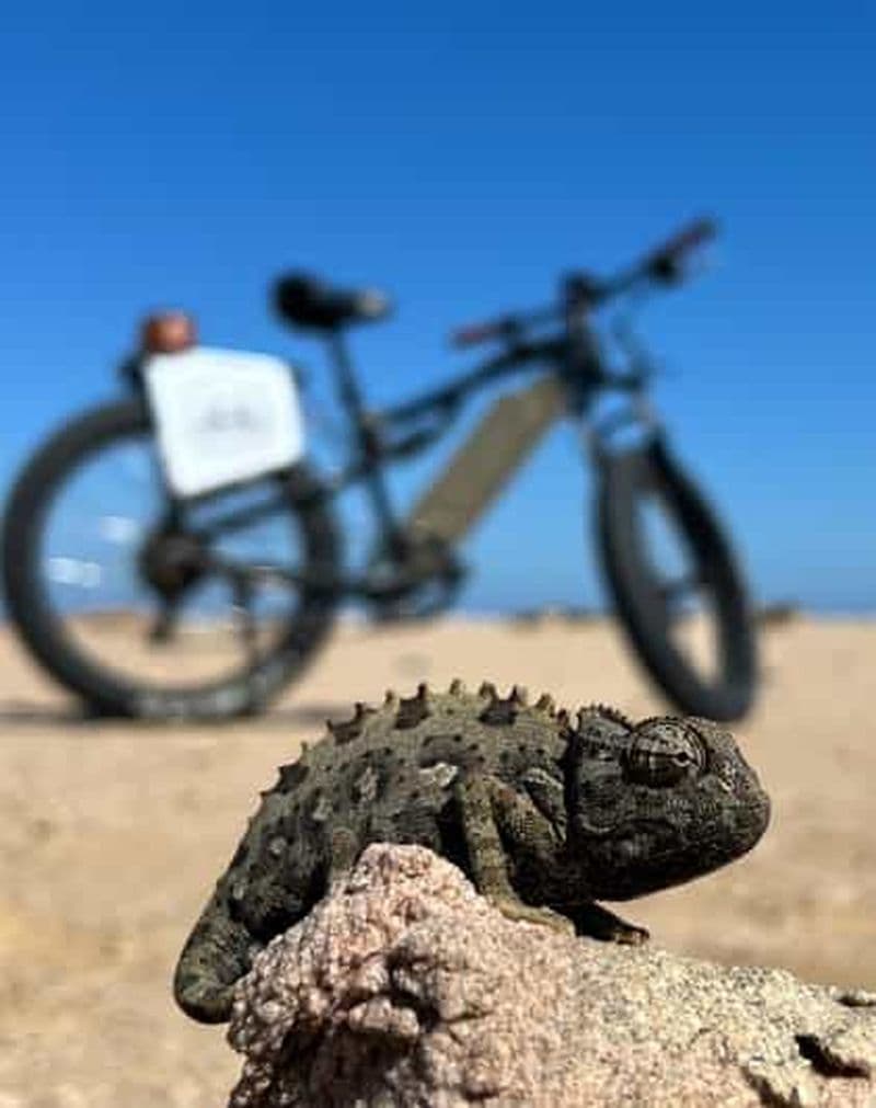 Billet Swakopmund : "UP CLOSE" Living Desert E-FatBike Tour (en anglais)