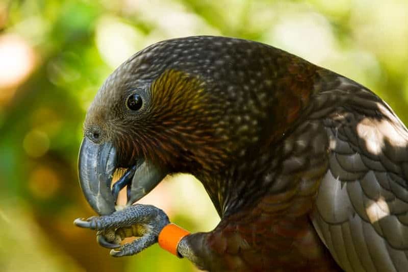 Billet Visite de l'écosanctuaire de Zealandia au crépuscule