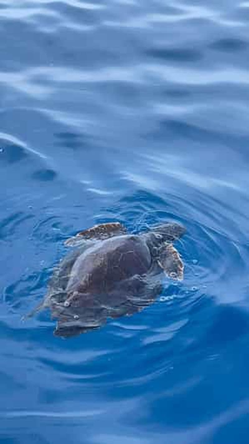 Billet tour en bateau à la découverte et à la recherche des dauphins à Acitrezza