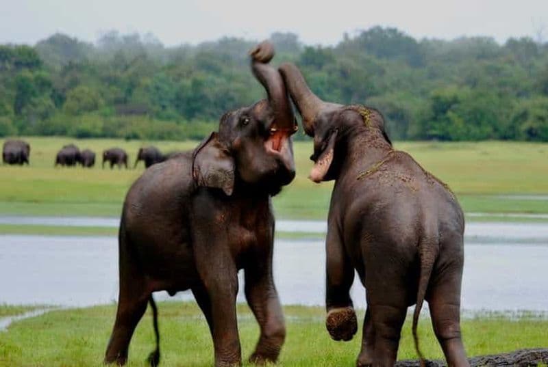 Billet Safari avec les éléphants et visite du sanctuaire d'Uda Walawe (tout compris)