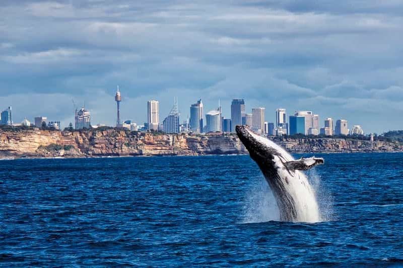 Billet Sydney : Croisière d'observation des baleines