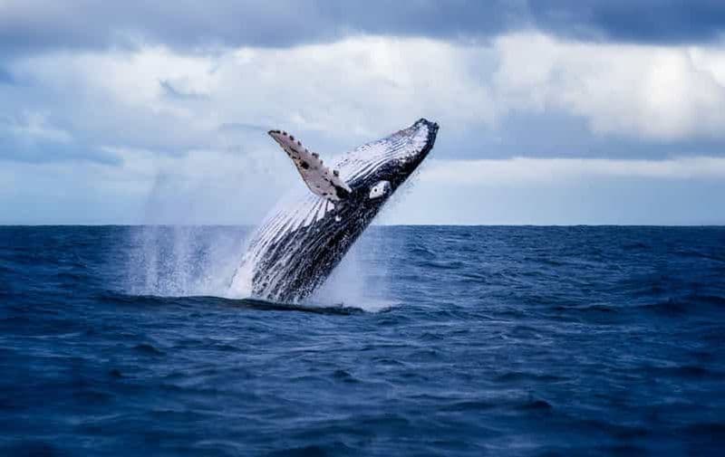Billet Akureyri : Excursions à terre pour observer les baleines