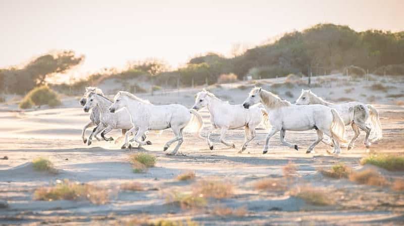 Billet Camargue : Atelier photo dans les marais avec chevaux en liberté
