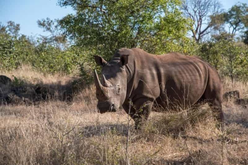 Billet Livingstone : Safari, safari en voiture et promenade à la rencontre des rhinocéros