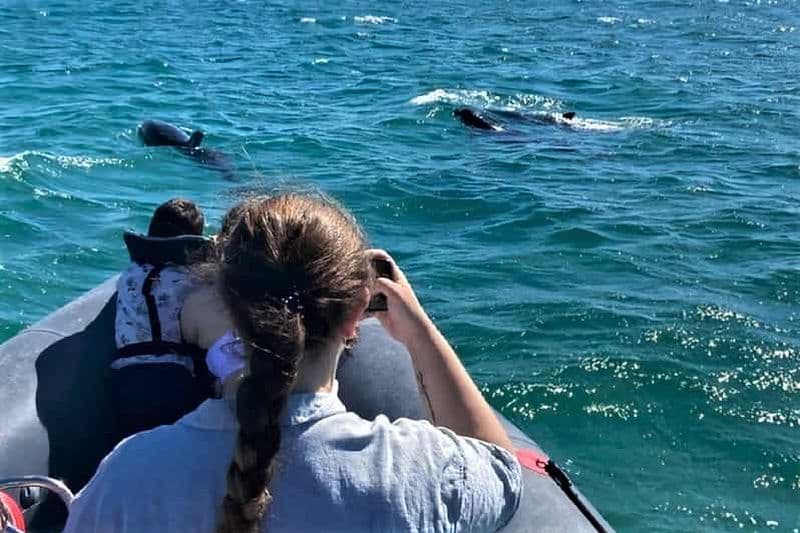 Billet Setúbal : Tour en bateau pour l'observation des dauphins
