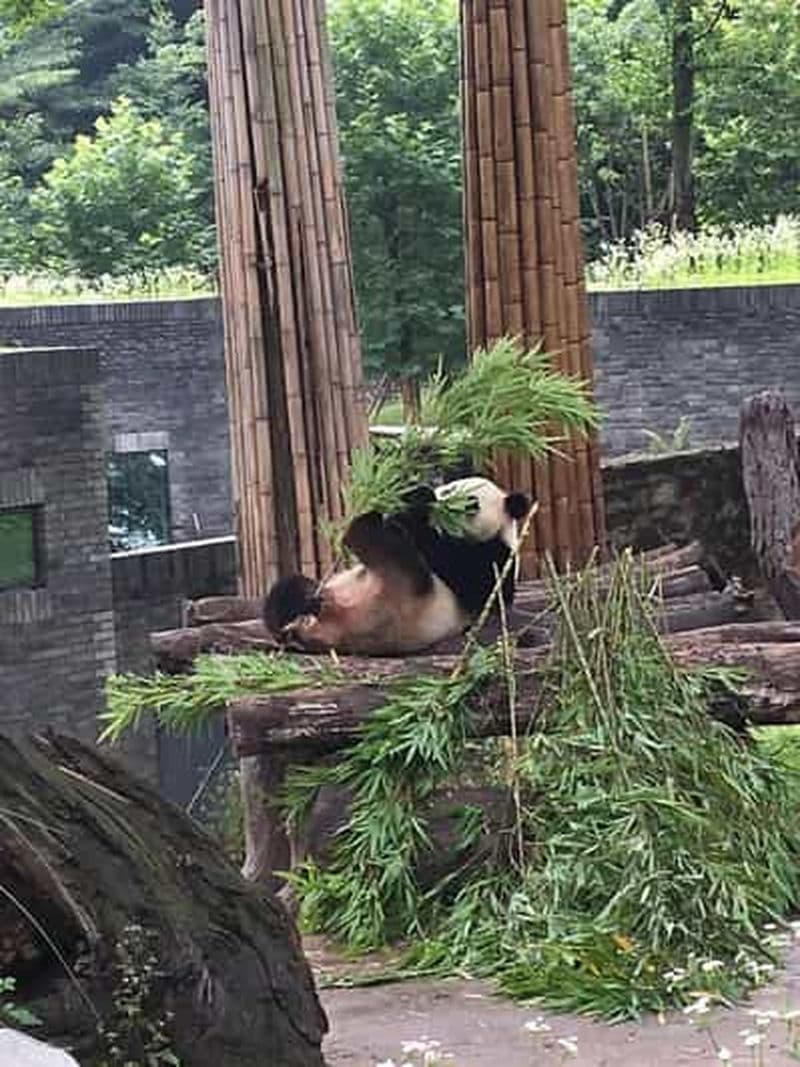 Billet Chengdu : excursion d'une journée à la découverte des pandas géants et de la vieille ville de Chengdu