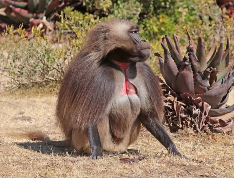 Billet Addis-Abeba : Monastères, faune et randonnée - Excursion d'une journée