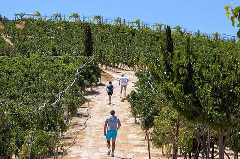 Billet HERAKLION : Dégustation de vins aux vignobles Douloufakis ARISMARI