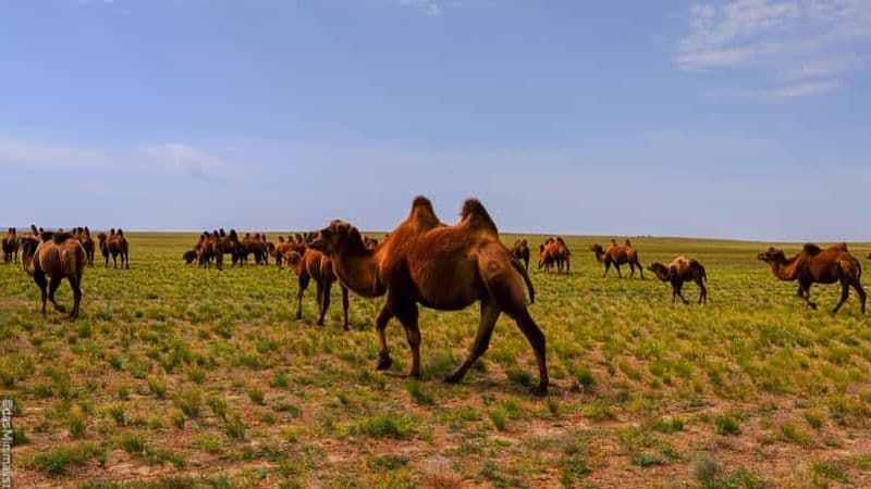 Billet Nouvelle expérience culturelle avec une famille nomade à Semi gobi