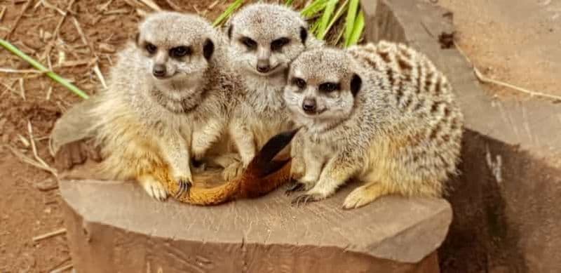 Billet Adélaïde : Billet d'entrée au zoo d'Adélaïde