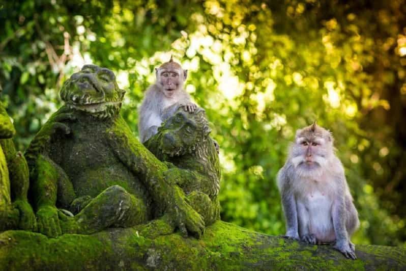 Billet Points forts d'Ubud : Forêt de singes, balançoire dans la jungle et cascade