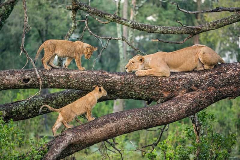 Billet Nairobi : Safari de 3 jours dans la réserve nationale du Masai Mara
