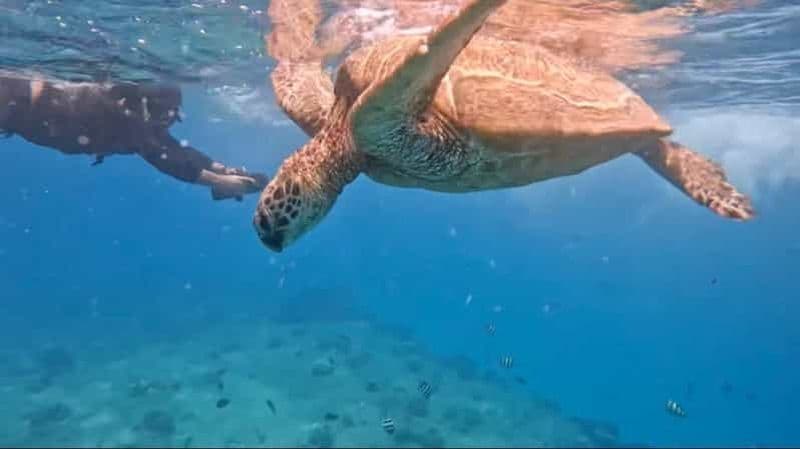 Billet Waikiki : Tour des tortues avec masque et tuba en jet avec vidéos