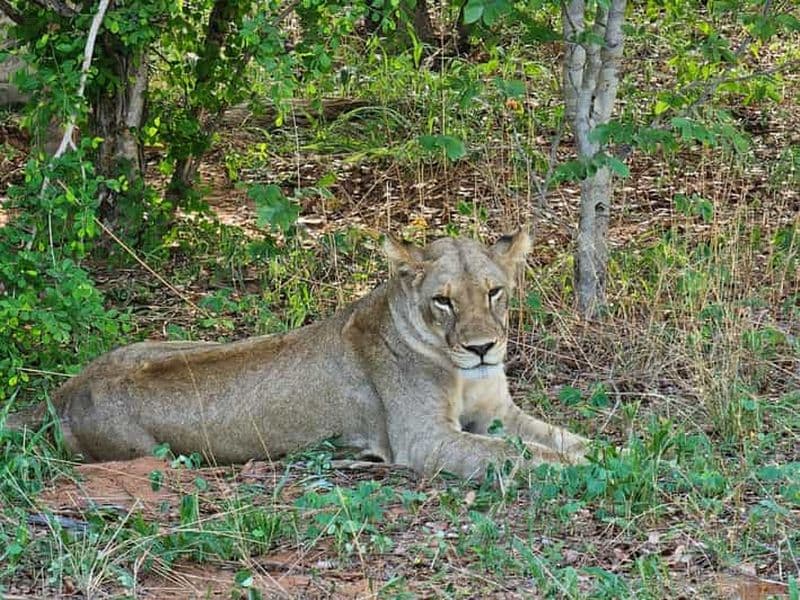 Billet Excursion au parc national de Chobe depuis Livingstone et les chutes Victoria