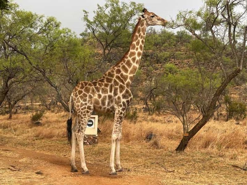 Billet Safari à Pilanesberg et village culturel de Lesedi