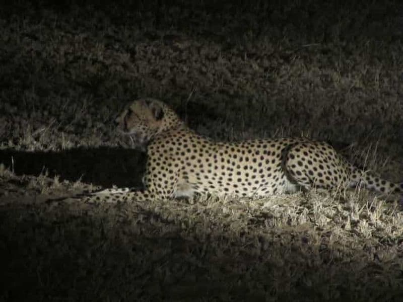 Billet Victoria Falls : Safari nocturne et dîner de brousse à 3 plats