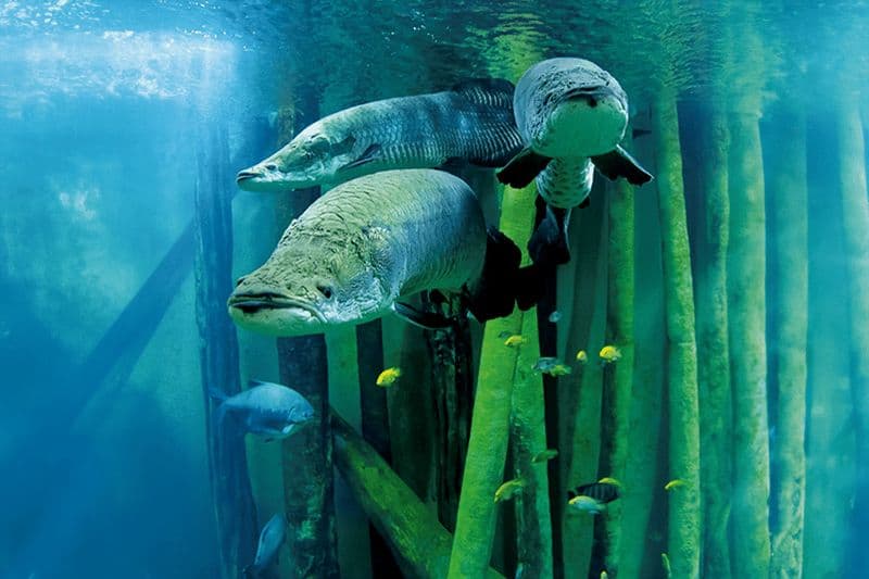 Billet Saragosse : billet combiné d'entrée au parc d'attractions et à l'aquarium