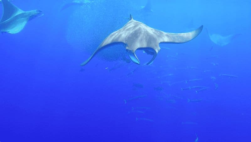 Billet Plongée en apnée avec des mantas dans le Princess Alice Bank