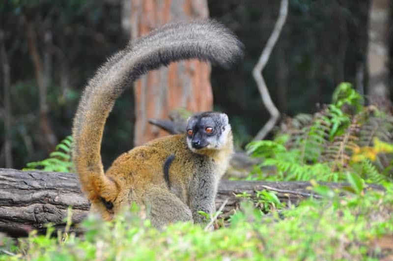 Billet Antananarivo : Excursion d'une journée au lac Mantasoa