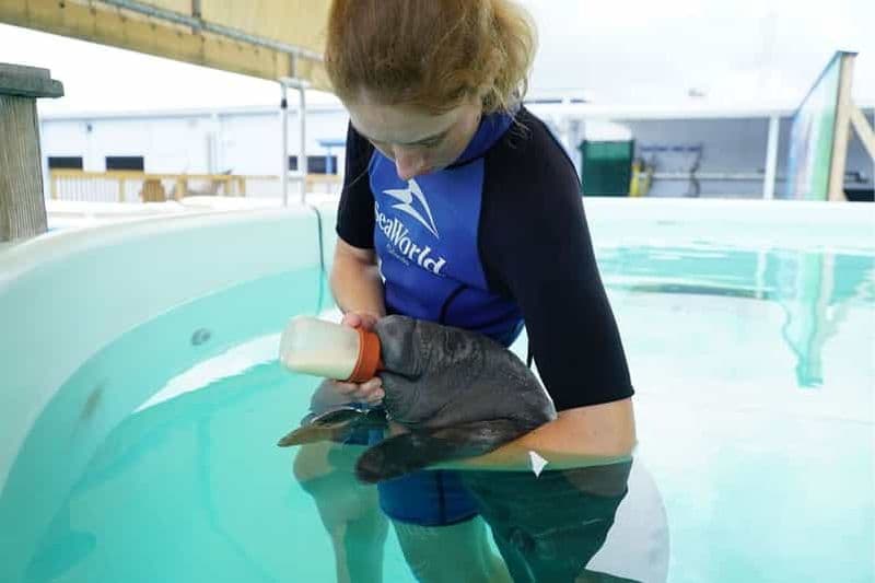 Billet SeaWorld Orlando : SeaWorld Rescue Tour