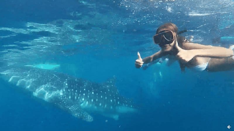 Billet Cebu : Aventure de Snorkeling avec les Requins-Baleines à Oslob et Moalboal