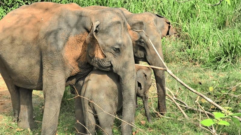 Billet Visite d'Uda Walawe et d'Ella (Ahangama, Waligama, Mirissa, Hiri Ketiya)